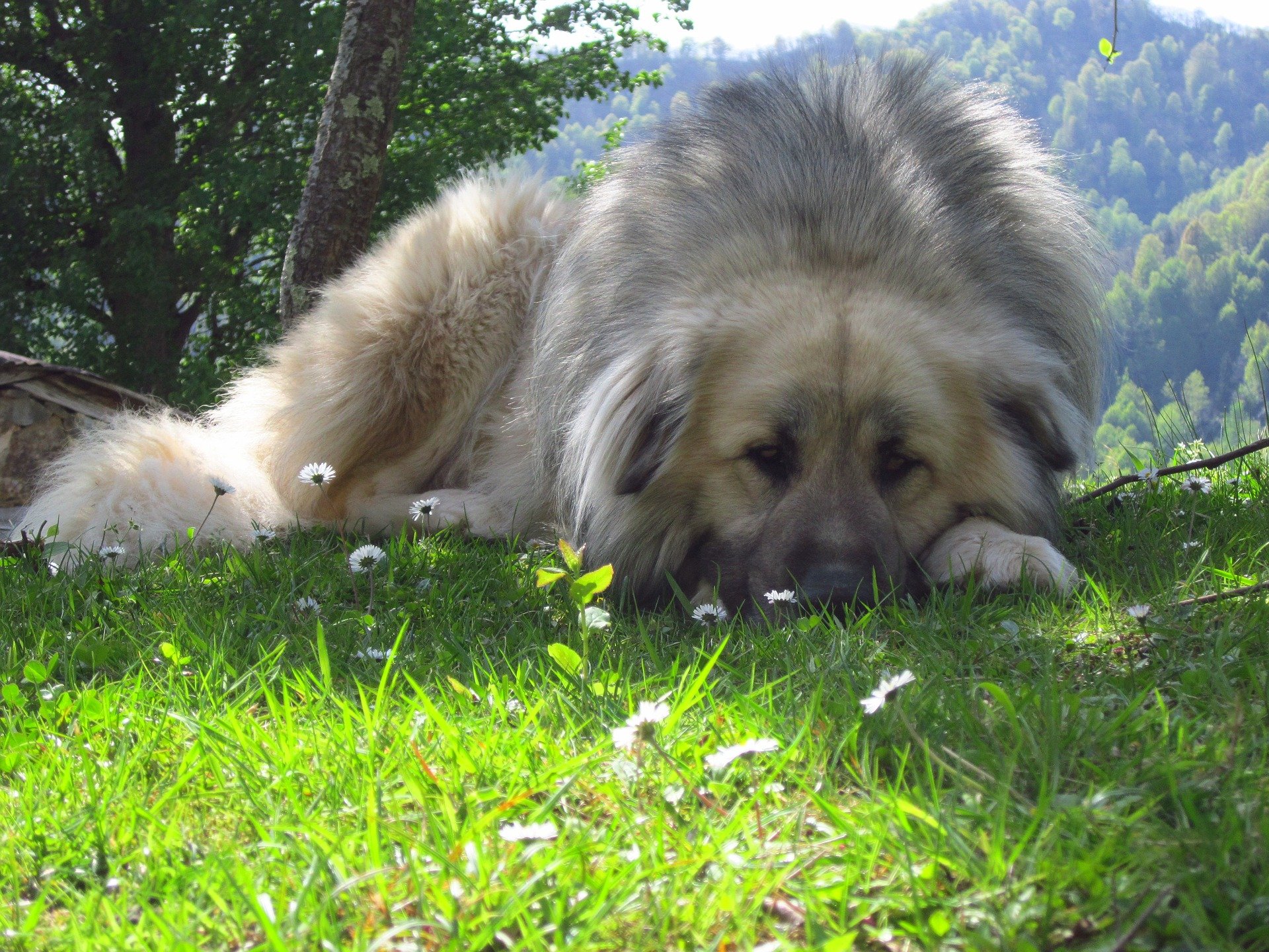 Kaukaz jest psem bardzo wytrzymałym i odpornym na niskie temperatury. Uwielbia przestrzeń i duże, górskie tereny.